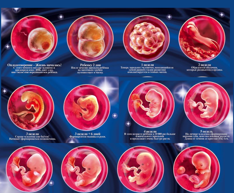 Развитие эмбриона и плода с первых минут оплодотворения и беременности — неделя 1