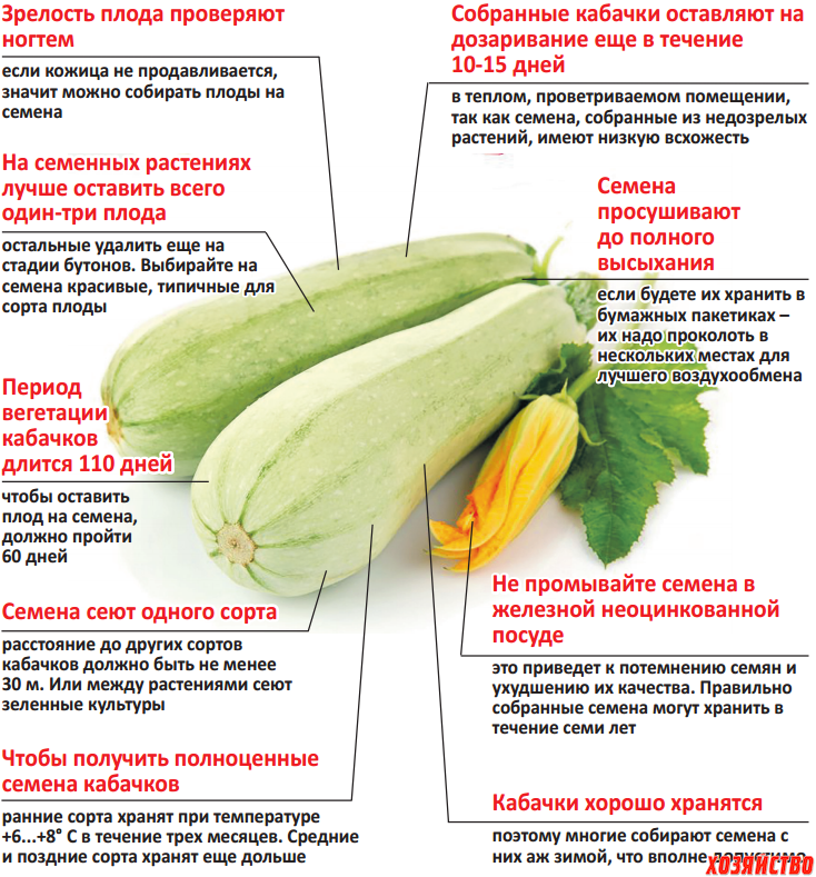 Сколько растут кабачки. Кабачки растут неправильной формы. Полезные свойства кабачка. Чем полезен кабачок. Схема выращивания кабачка.