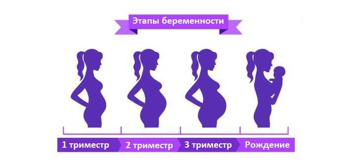 Второй триместр – период расцвета беременности