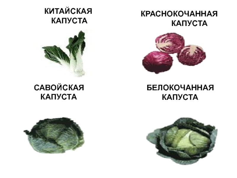 Можно ли капусту при грудном вскармливании кормящей маме (тушеную или свежую)