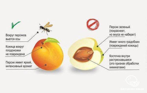 Чем полезен нектарин для организма. Как правильно выбрать персики. Как выбрать нектарин. Как правильно выбрать фрукты. Как правильно выбрать нектарин.