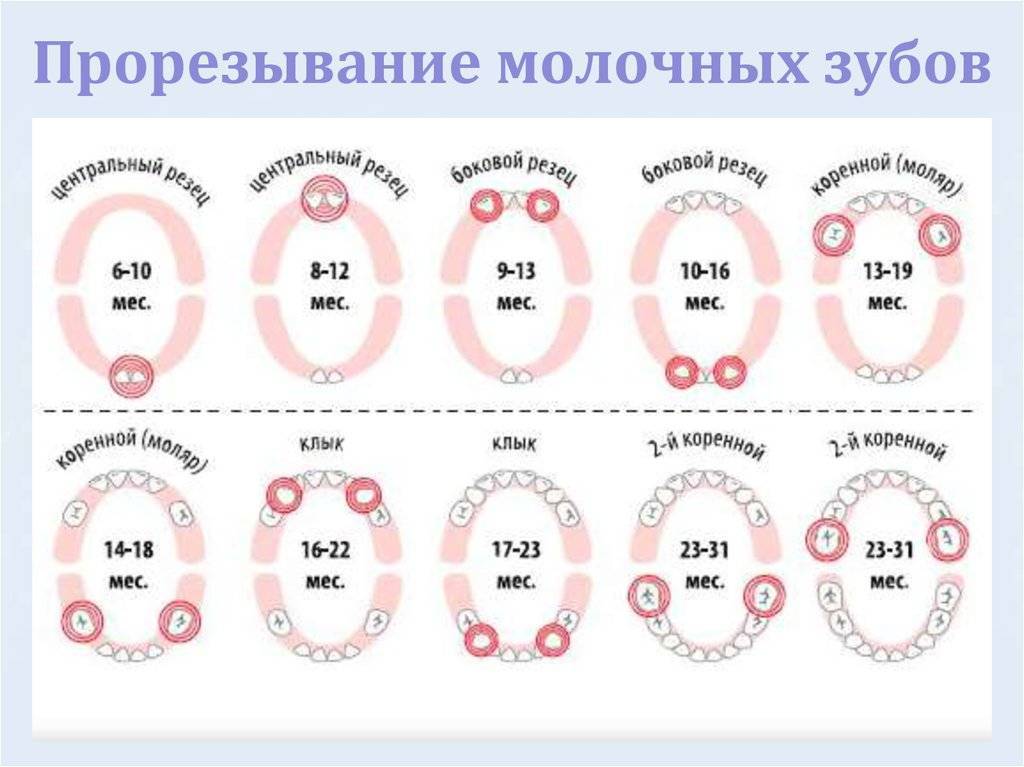 Зубы 5 месяцев признаки. Молочные зубы у детей схема прорезывания.