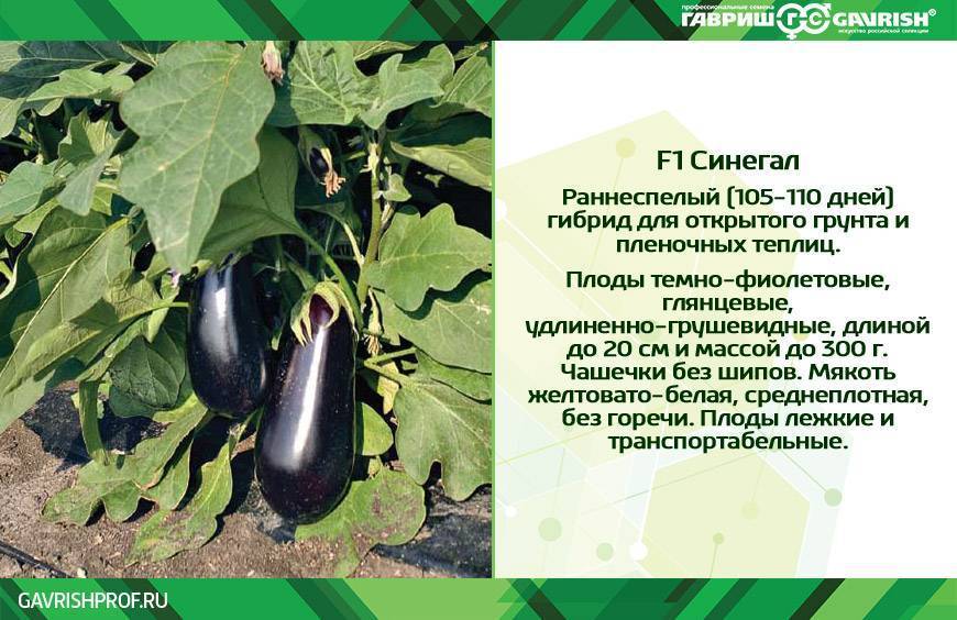 Баклажаны ребенку: польза и вред для организма, правила ввода в рацион, критерии выбора овоща, детские рецепты
