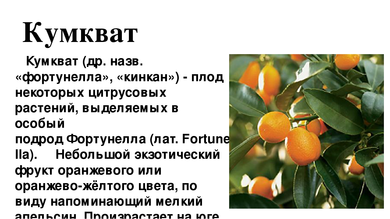 Кумкват — польза и вред для организма | польза и вред