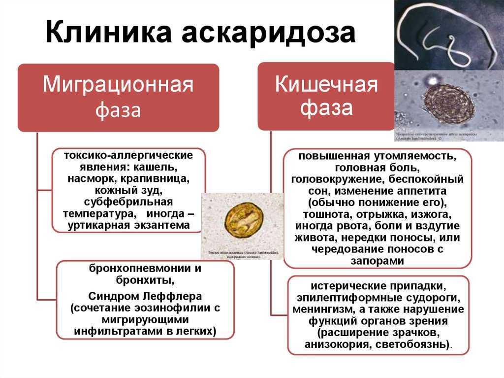 аскариды у взрослых симптомы и лечение