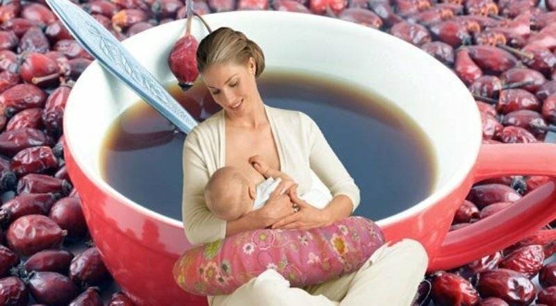 Шиповник — друг или враг кормящей мамы?