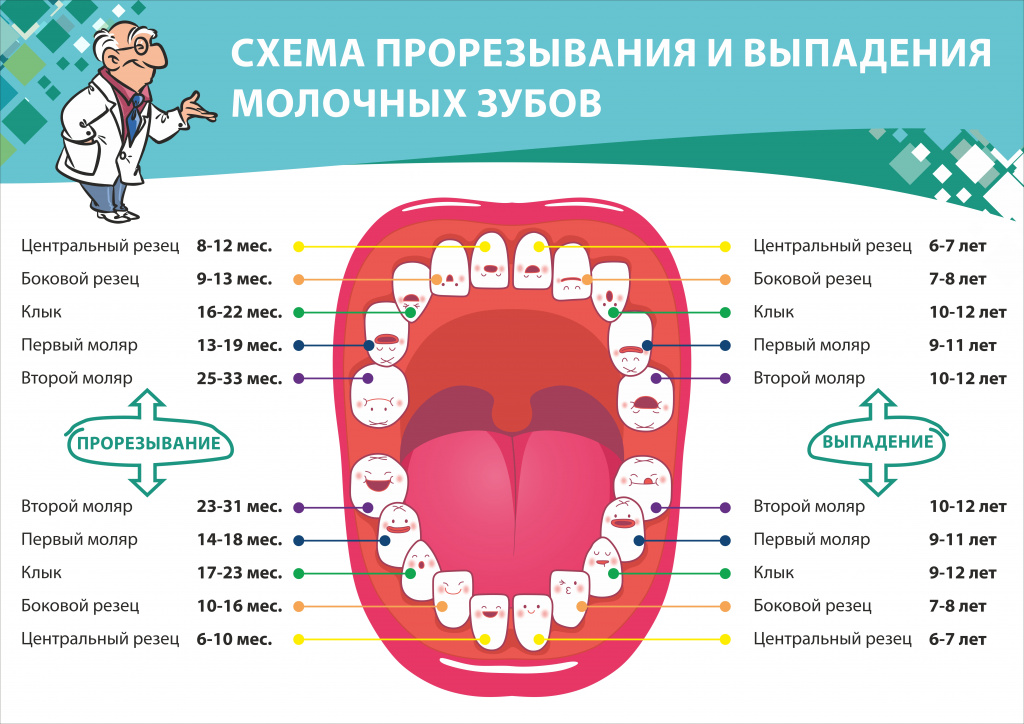 Сколько зубов должно быть у ребенка?