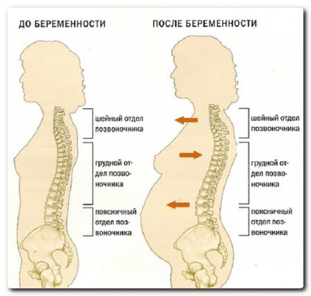 7 недель болит поясница. Отделы позвоночника. Грудной отдел позвоночника. Спина позвоночник. Поясница отдел позвоночника.