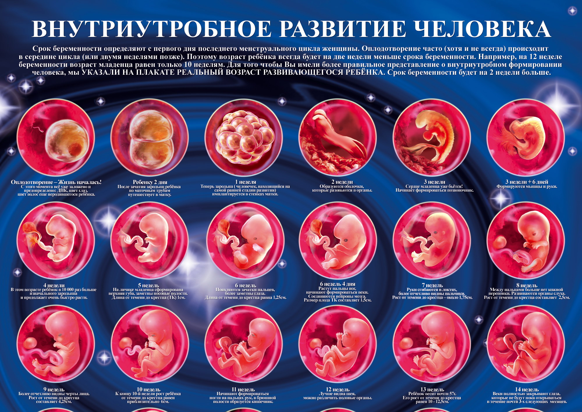 На какой неделе первые шевеления ребенка. Как выглядит эмбрион в 3 недели. Как выглядит зародыш в 3 недели. Зародыш на 3 неделе беременности. Формирование ребенка по неделям.