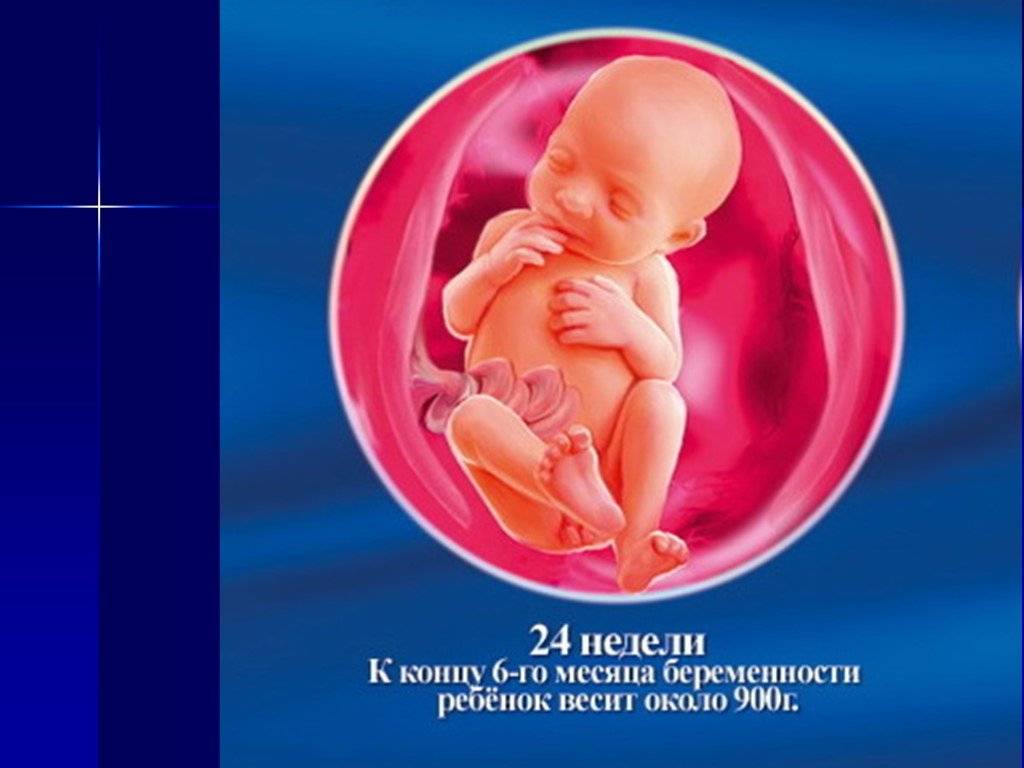 24 неделя беременности - мапапама.ру — сайт для будущих и молодых родителей: беременность и роды, уход и воспитание детей до 3-х лет