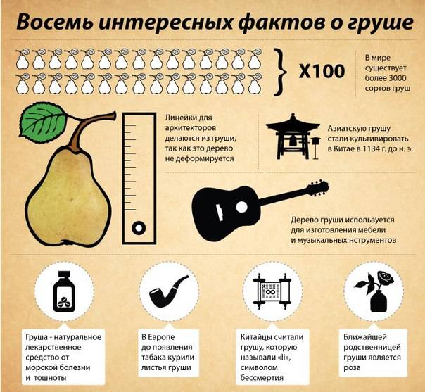Груши при беременности: польза и вкусные рецепты