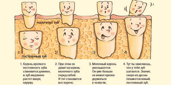 Как отличить молочный зуб. Молочных и коренных зубов. Как выглядит молочный зуб. Коренные зубы у детей.