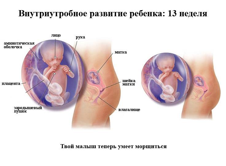 13 неделя беременности: что происходит с ребенком, развитие плода, размер живота и ощущения мамы, фото узи / mama66.ru
