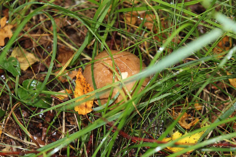 Есть грибы беременной. Беременный гриб. Грибы при беременности. Грибы при беременности 2. Как выглядит беременный гриб.