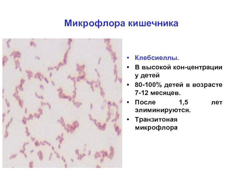 Клебсиеллезная инфекция или клебсиеллез
