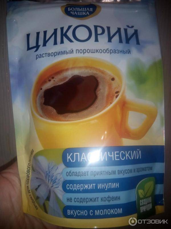 Цикорий при беременности: польза или вред