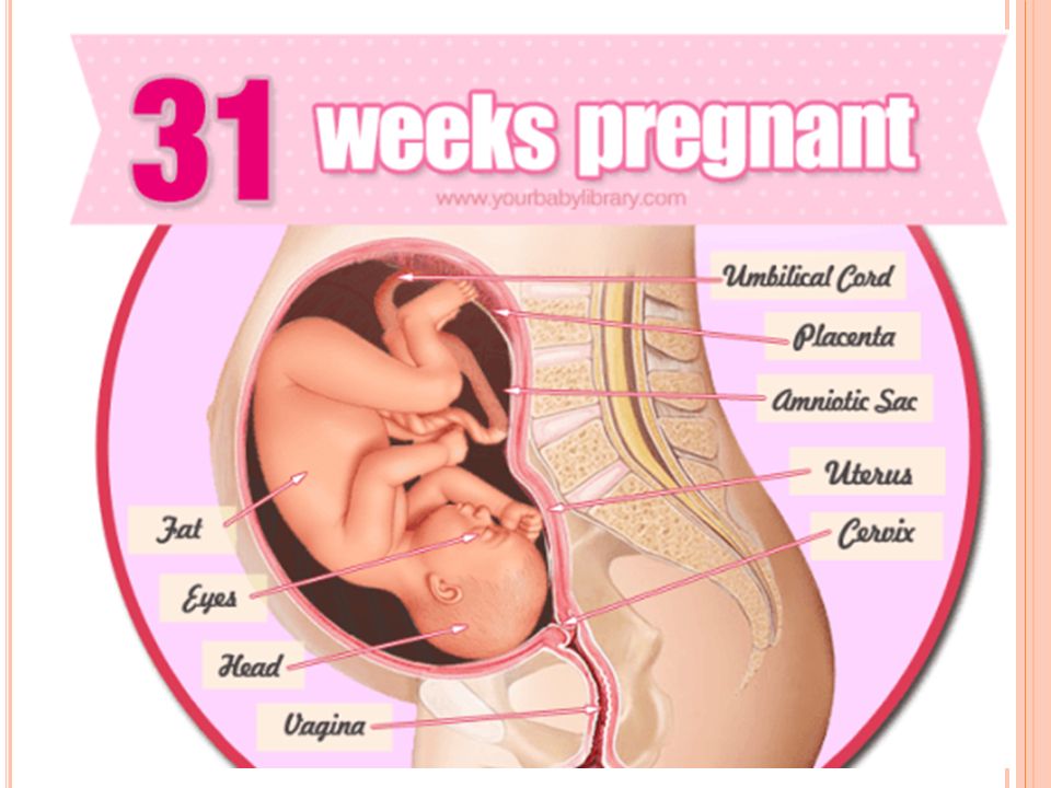 31 неделя беременности: что происходит с малышом и мамой, каково развитие плода, его вес и рост?