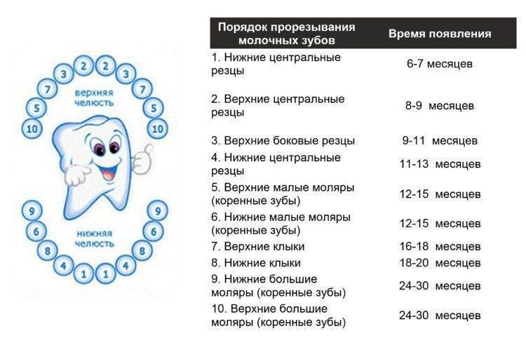 Поочередность прорезывания зубов у детей схема фото