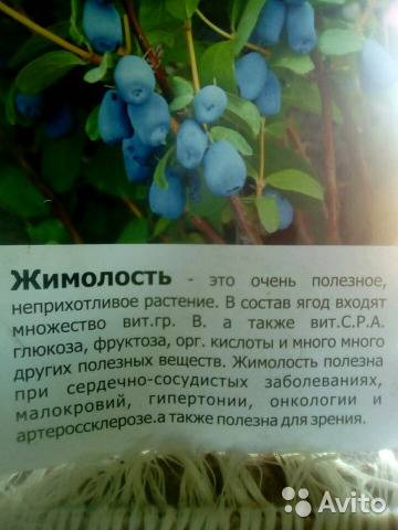 Можно ли есть клубнику беременным, польза и вред, опасность ягод во время 3 триместра беременности, правила употребления продукта