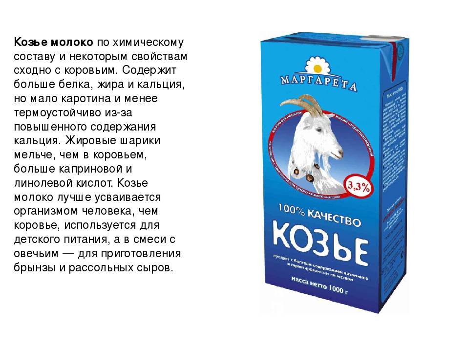 Молоко для котят: можно ли давать коровий, козий, магазинный продукт малышам?