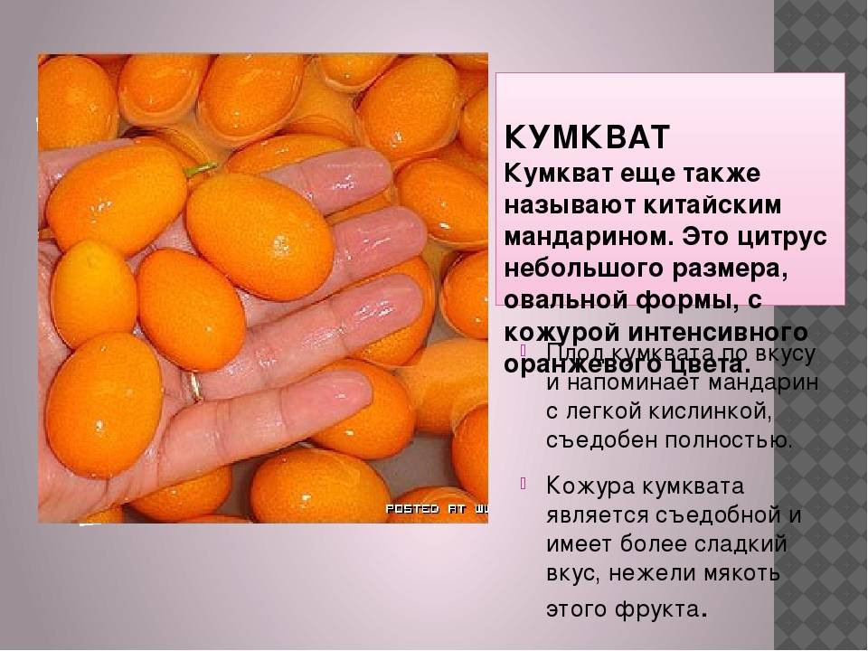 Кумкват, что это за фрукт, полезные свойства кумквата