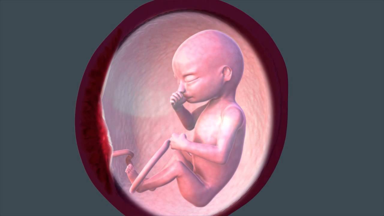 18 неделя беременности — что происходит в утробе