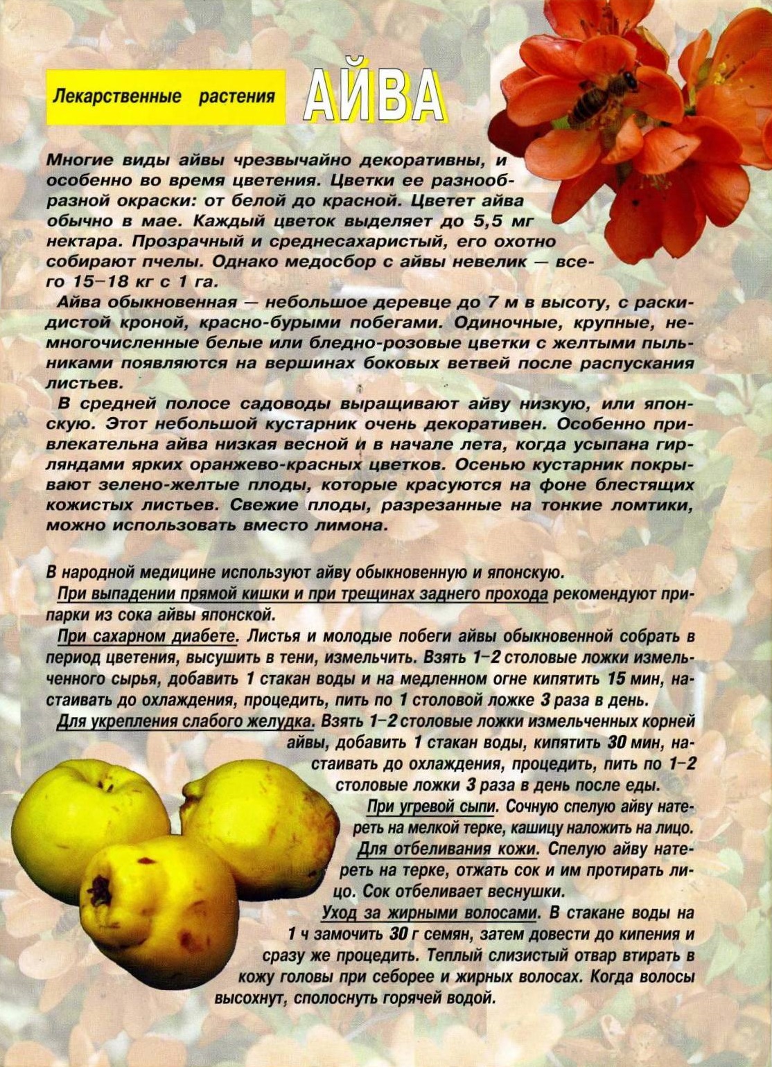 Айва для беременных польза и вред. можно ли беременным есть айву