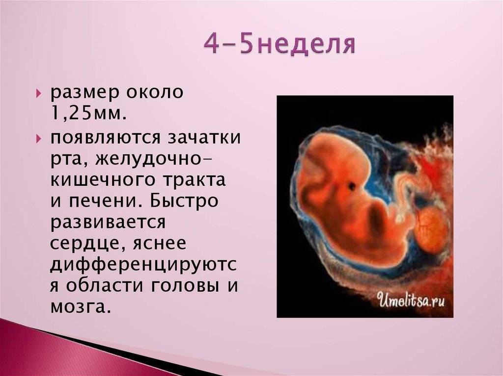 5 неделя беременности - мапапама.ру — сайт для будущих и молодых родителей: беременность и роды, уход и воспитание детей до 3-х лет