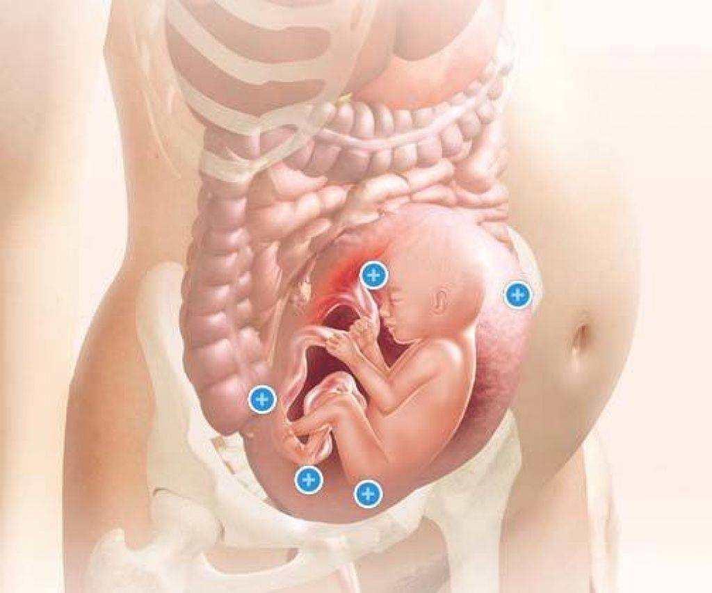 Плод давит. Шевеления плода на 27 неделе беременности. Ребенок в 27 недель в животе. Малыш на 27 неделе беременности в животе.