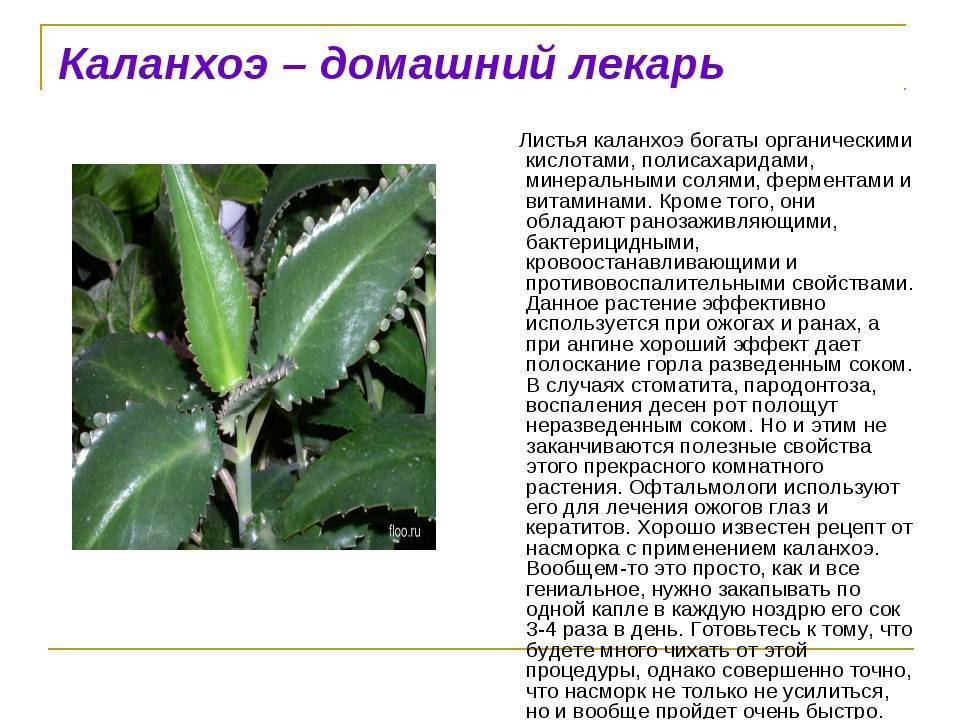 Каланхоэ от насморка ребенку: инструкция и пропорции / mama66.ru