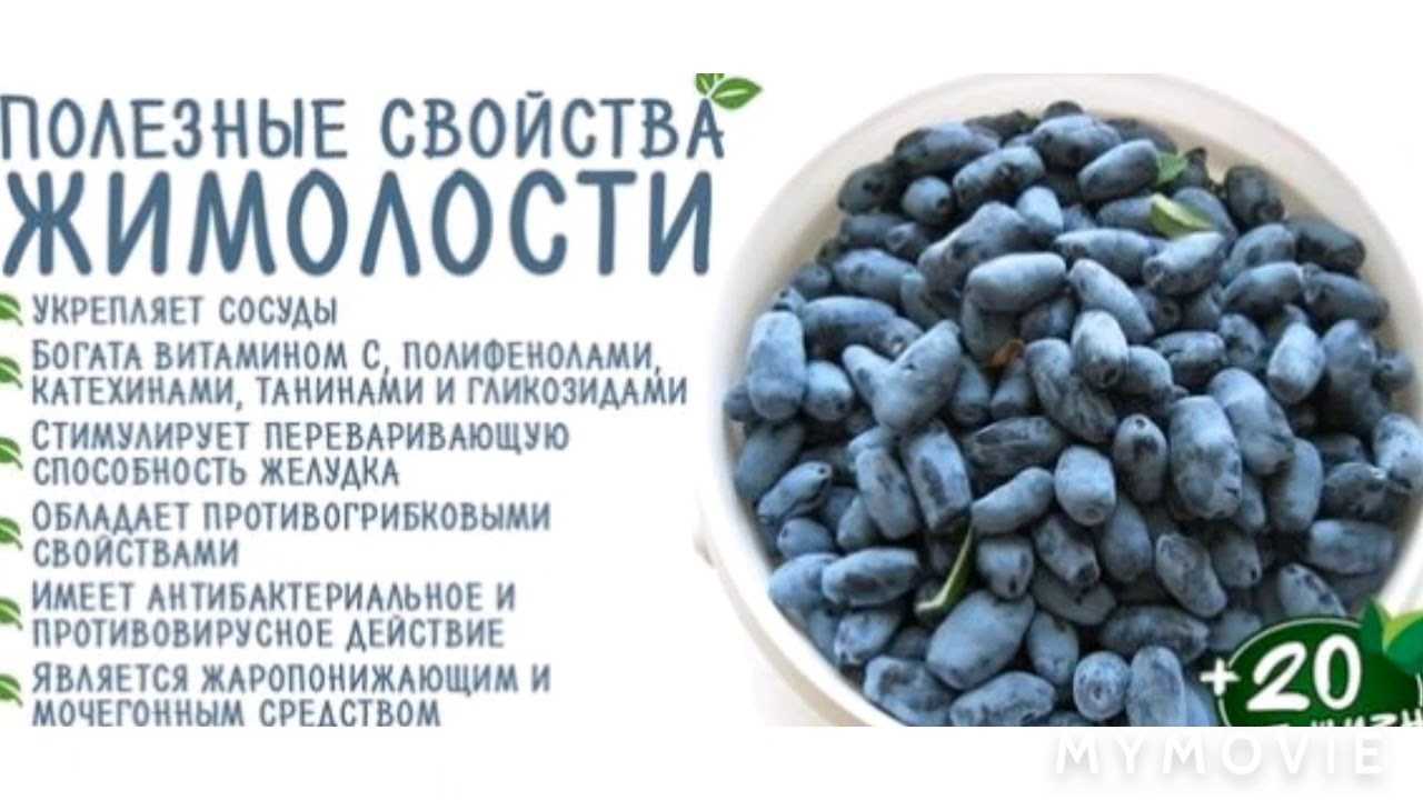 Чем вредна жимолость. Жимолость плоды съедобные. Ягода жимолость полезные. Жимолость ягода полезные свойства. Жимолость ягода польза.