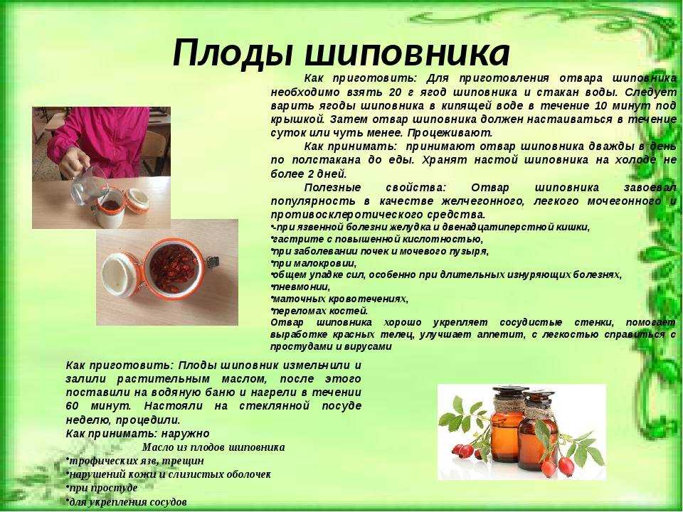 Отвар шиповника при беременности: шиповник при беременности на ранних сроках