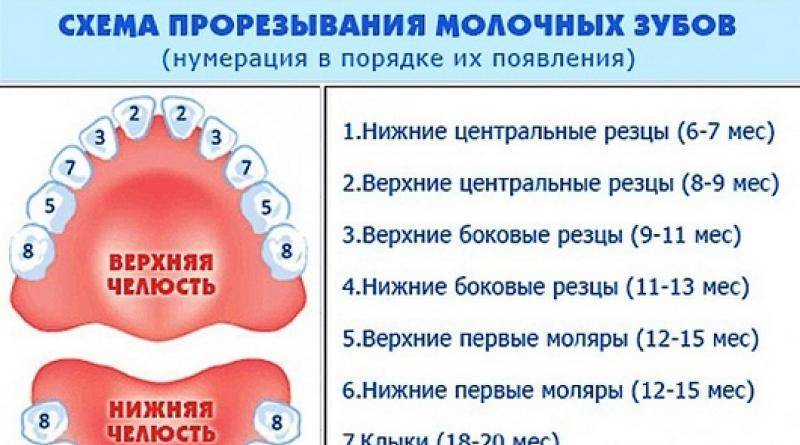 Сколько держится температура при прорезывании зубов и как ее сбить?