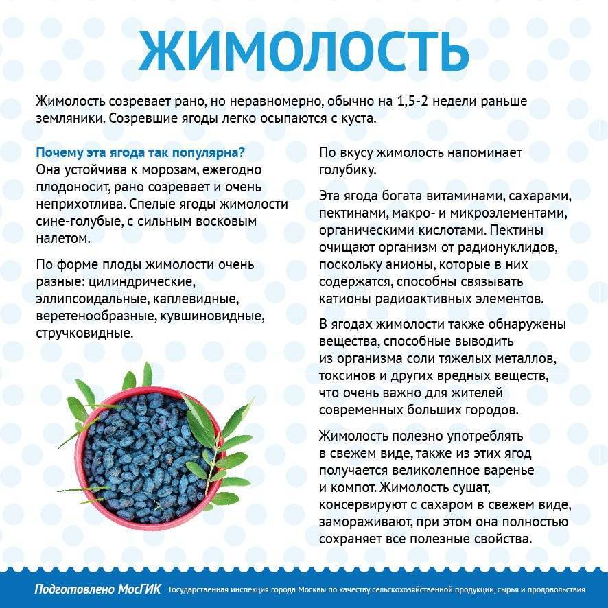 Жимолость для кормящей мамы и грудничка