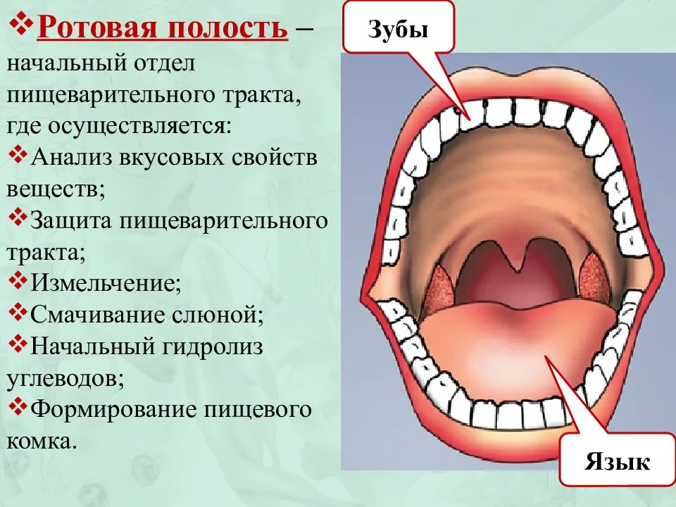 Афтозный стоматит у детей - профилактика и способы лечения