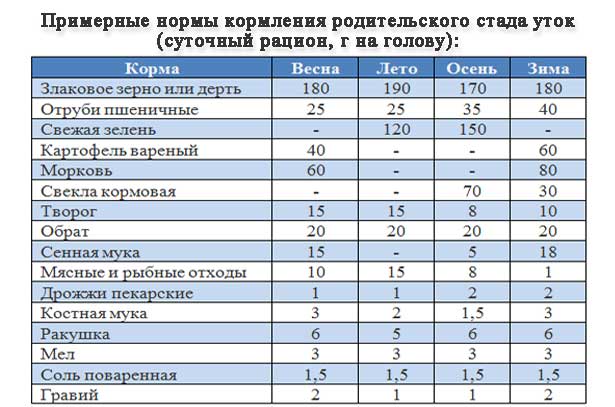 Можно ли детям бульон из утки. можно ли детям употреблять бульон из утки