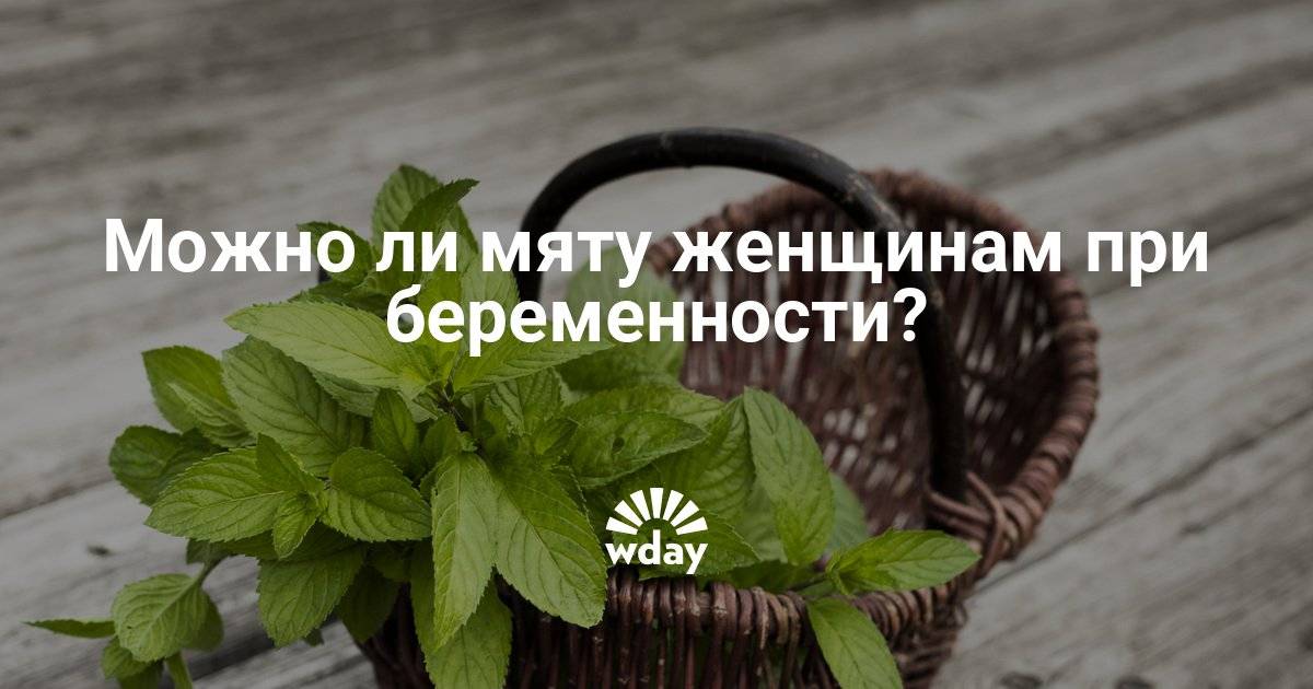 Мята при беременности: можно ли пить мятный чай на ранних и поздних сроках и таблетки с ментолом?