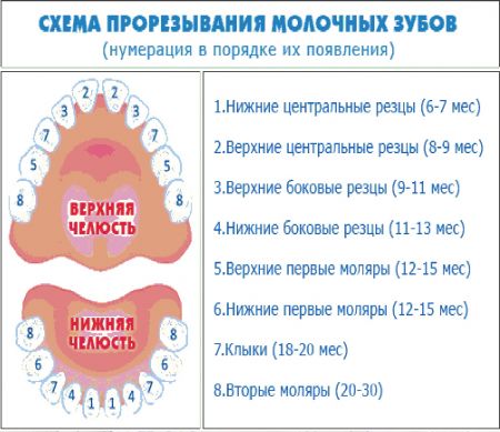 Как облегчить прорезывание зубов / mama66.ru