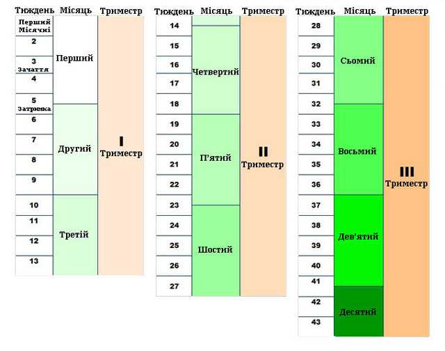Календарь беременности