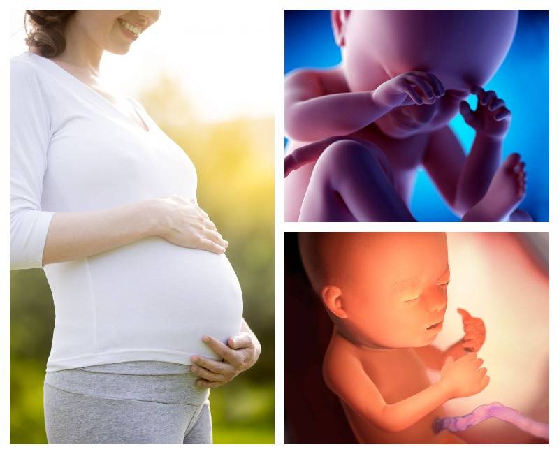 23 неделя беременности: что происходит с малышом и мамой, как часто должен шевелиться ребенок?