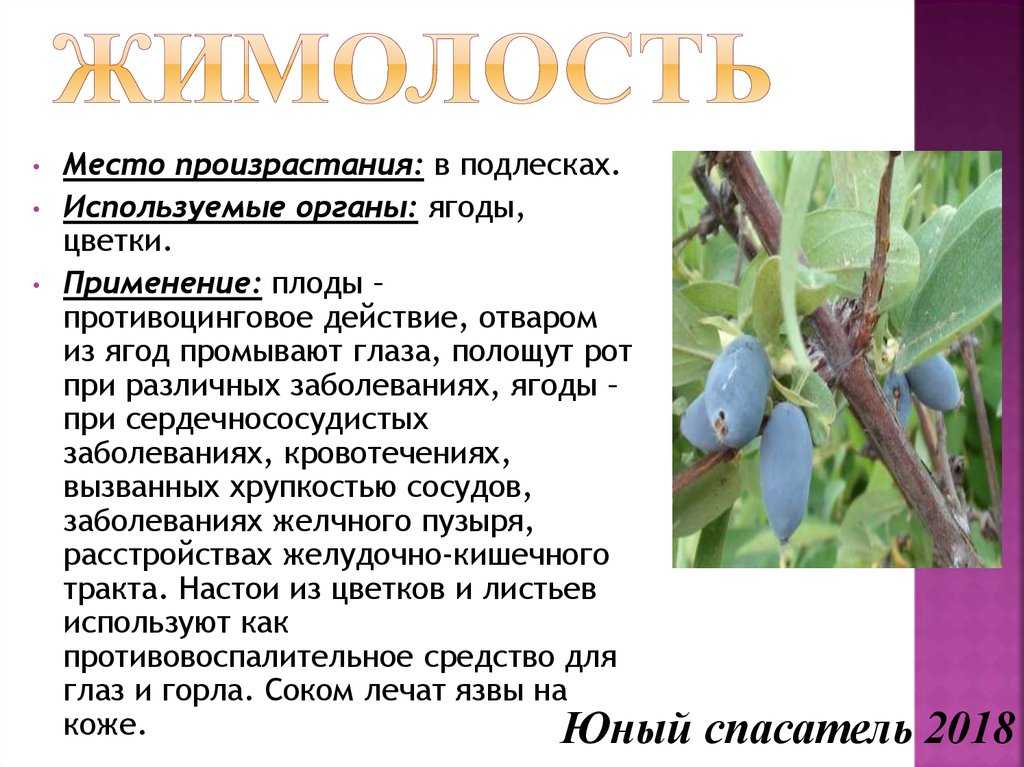 Жимолость при беременности: можно ли, полезные свойства, как есть