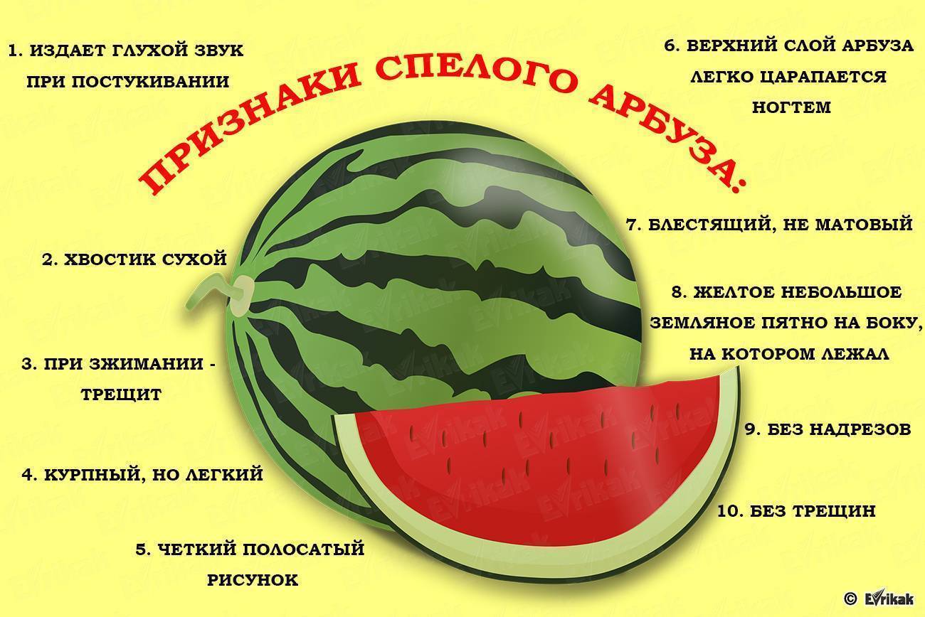 Продолжаем прикорм дыня и арбуз- энциклопедия детское питание