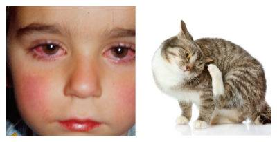 У ребенка аллергия на кошку - что делать и как помочь малышу