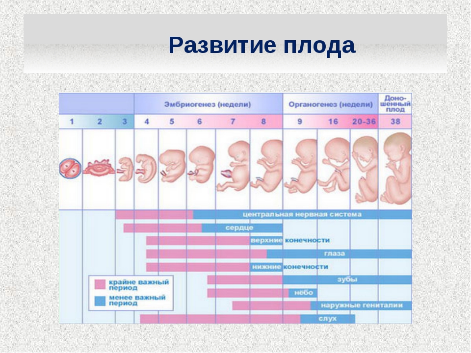 3 неделя беременности, основные признаки наступления зачатия и ощущения женщины, а также возможные риски самопроизвольного аборта
