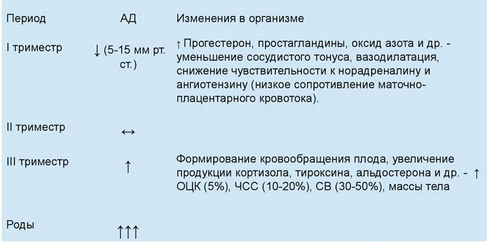 Низкое давление при беременности - причины и признаки, какими продуктами нормализовать