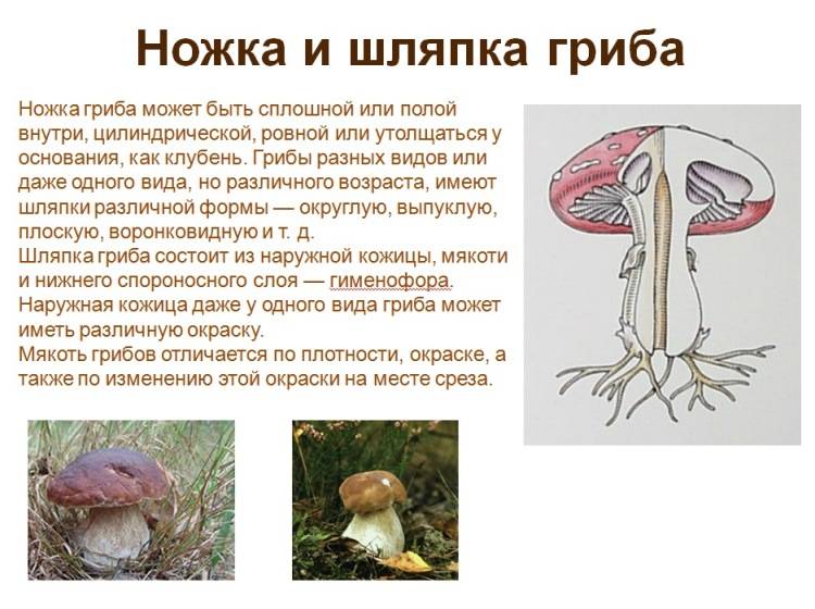 С какого возраста можно давать грибы ребенку
