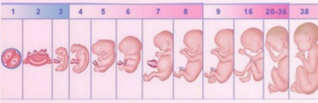 Недели беременности ру. Как выглядит эмбрион человека по месяцам. Схема развития ребенка в утробе матери. Беременность по неделям 3 недели фото плода по неделям. Стадии развития плода по неделям.