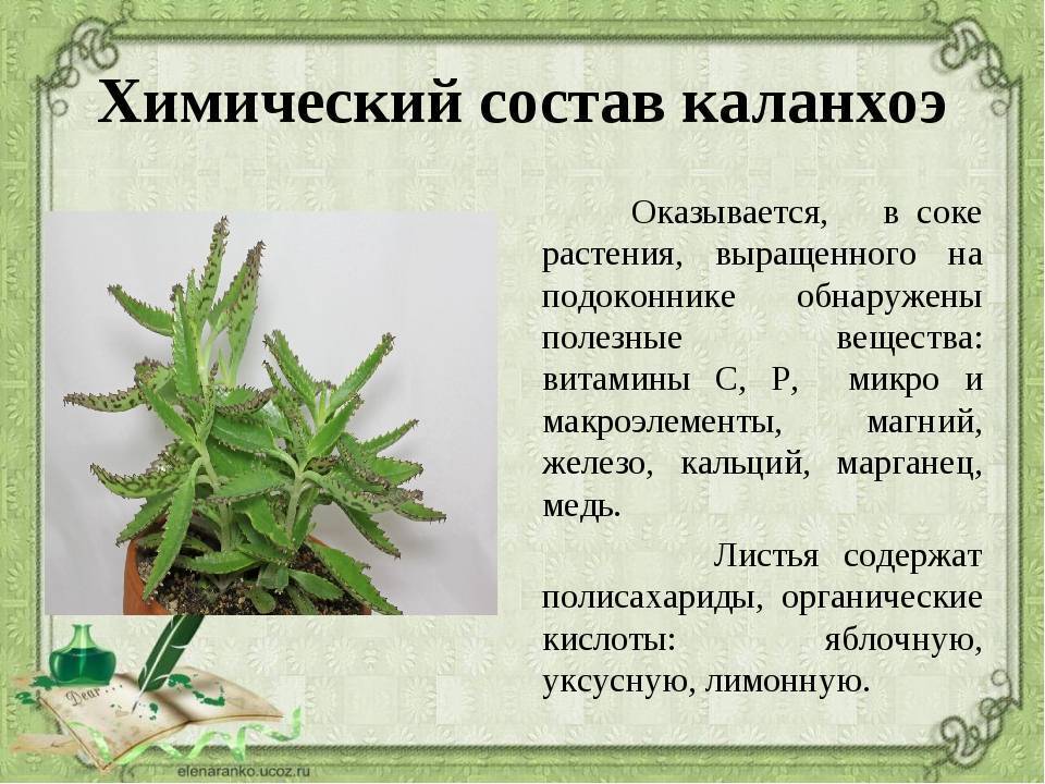 Каланхоэ от насморка детям: показания, противопоказания, 6 правил применения