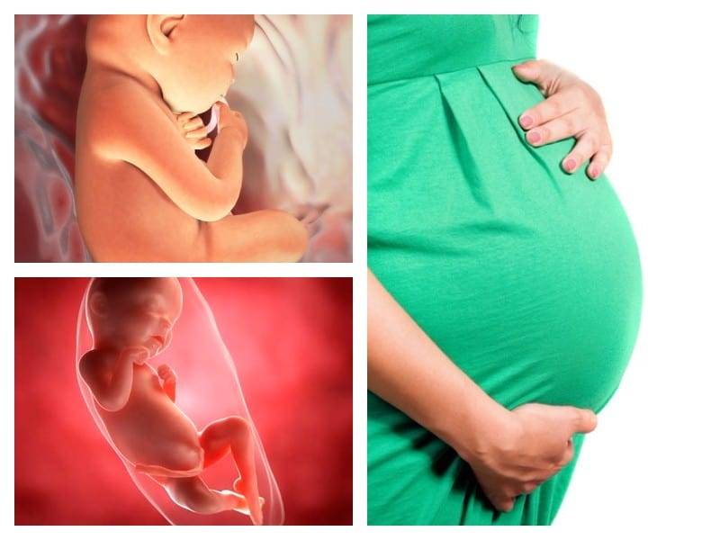 Особенности развития ребёнка на 31 неделе беременности: норма веса и роста плода
