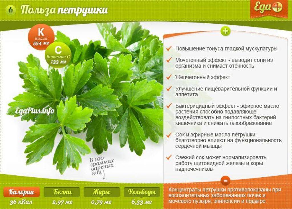 Петрушка при грудном вскармливании